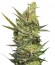 Сорт Gipsy Haze fem