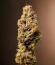 Сорт Gr-Ape fem (Delicious Seeds)