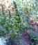 Сорт Easy Sativa fem (Female Seeds)