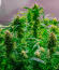 Сорт Frosted Zinn x 3 Bears OG Auto fem (Barney's Farm)