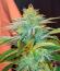 Сорт Gorilla 4 Autoflower fem (Easy Grow Seeds)