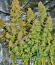 Сорт Jealousy Kush fem (Seedkeepers)