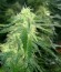 Сорт Auto Speed Bud fem (Female Seeds)
