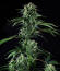 Сорт Banana Guava Auto fem (FastBuds)