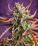 Сорт Banana Guava Auto fem (FastBuds)