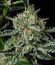 Сорт Banana Guava Auto fem (FastBuds)