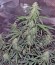 Сорт Auto Kryptonite fem (Pyramid Seeds)