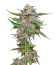 Сорт Lemon Cherry Gelato fem от Barney's Farm