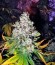 Сорт Magic Bud fem (Paradise Seeds)