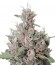 Сорт Royal Creamatic Auto fem (Royal Queen Seeds)