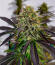 Сорт Cherry Poppers fem (Barney's Farm)