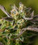 Сорт Zinnapple fem (Delicious Seeds)