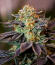 Сорт Lemon Gazzy fem (Delicious Seeds)