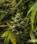 Сорт Zinnapple fem (Delicious Seeds)
