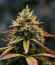 Сорт Guava Runtz Auto fem (FastBuds)