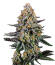 Сорт Guava Sundae Auto fem (FastBuds)