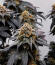 Сорт Cherry Poppers fem (Barney's Farm)