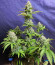 Сорт Six Shooter Auto fem (FastBuds)