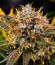 Сорт Guava Runtz Auto fem (FastBuds)