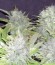 Сорт Blue Kripple fem (Dr. Krippling Seeds)