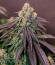 Сорт Bay Haze fem (Delicious Seeds)