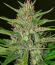 Сорт Cookie Casket fem (Barney's Farm)