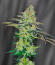 Сорт La Calma Autoflower fem (Easy Grow Seeds)