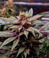 Сорт Zillions fem от Barney's Farm