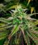 Сорт Frosted Zinn x 3 Bears OG Auto fem (Barney's Farm)