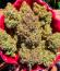 Сорт Peach Crescendo Auto RF3 fem (Ethos Genetics)