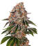 Сорт Cookie Casket fem (Barney's Farm)