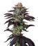 Сорт Lemon Gazzy fem (Delicious Seeds)