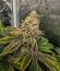 Сорт Banana Hammock RBX fem (Ethos Genetics)