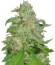 Сорт Sweet Black Angel fem (Samsara Seeds)