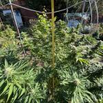mimosa-x-orange-punch-fem-barneys-farm.jpeg
