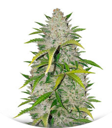 Amnesia Haze Auto Fem (Vision Seeds)