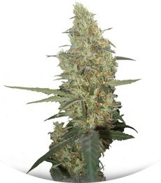 Power Plant regular (Dutch Passion)