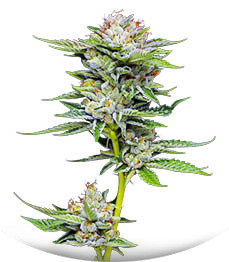 Durban Poison Auto fem (Humboldt Seed Company)