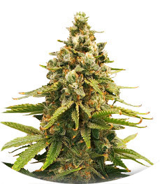 Slurricane fem (Advanced Seeds)