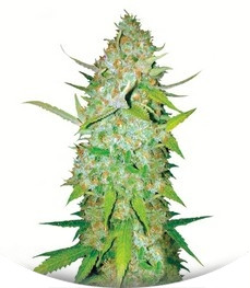 Auto Ak fem (Bulk Seed Bank)