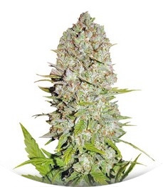 Pineapple Express Auto fem (FastBuds)