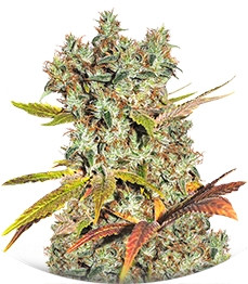 Hammershark fem (Resin Seeds)