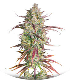 Frostbanger Auto fem (FastBuds)