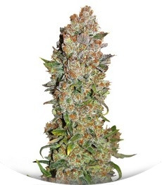 Rhino Ryder Auto fem (FastBuds)