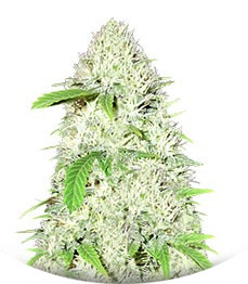 Amnesia Ganja Haze fem (Sumo Seeds)