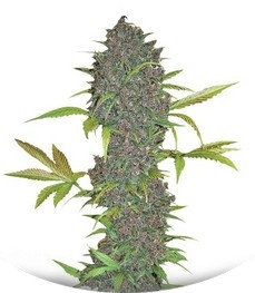 LSD-25 Auto fem (FastBuds)