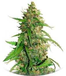 CBD Auto Compassion Lime fem (Dutch Passion)