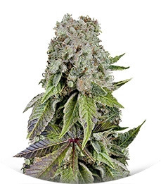 Blueberry fem (Trikoma Seeds)