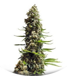 Serious 6 fem (Serious Seeds)