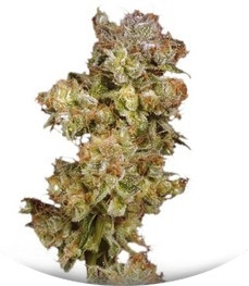 Skywalker fem (Dutch Passion)